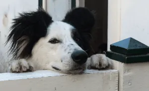 Scopri di più sull'articolo Regolamento condominiale sugli animali