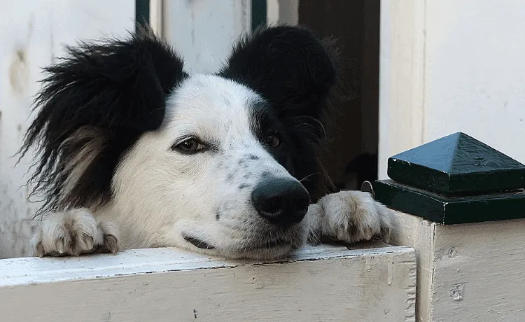 Scopri di più sull'articolo Regolamento condominiale sugli animali