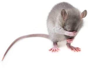 come derattizzare topi fai da te