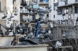 allontanare i piccioni in condominio